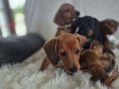Dachshund puppies in Kilkenny. 3 females non-registered