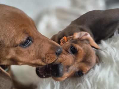 Dachshund puppies in Kilkenny. 3 females non-registered