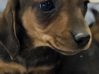 Dachshund puppies in Westmeath