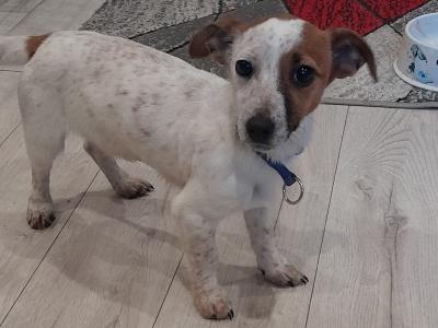 Male Jack Russell puppy 10 months old in Wicklow