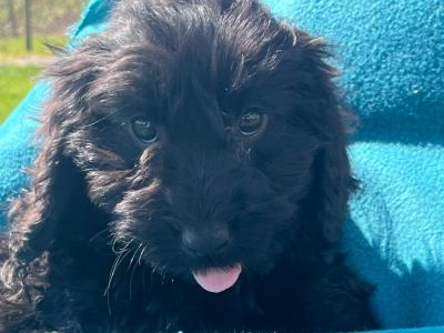 Adorable F1 cockapoo in Cork