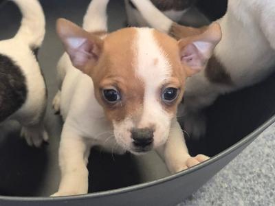 Jack- Chi  (Jack Russell x Chiuhuahua) - 1 Female puppy left in Dublin