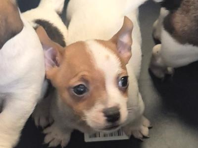 Jack- Chi  (Jack Russell x Chiuhuahua) - 1 Female puppy left in Dublin