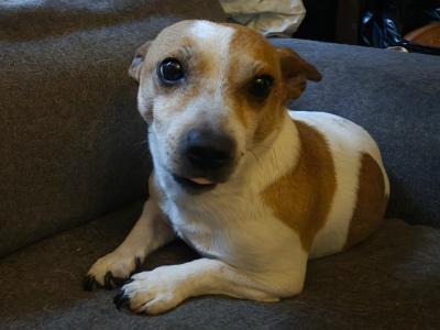 Male Jack Russell adult dog in Dublin (not neutered)