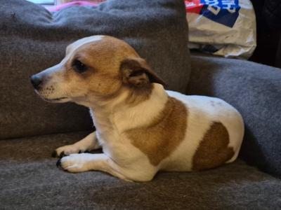 Male Jack Russell adult dog in Dublin (not neutered)