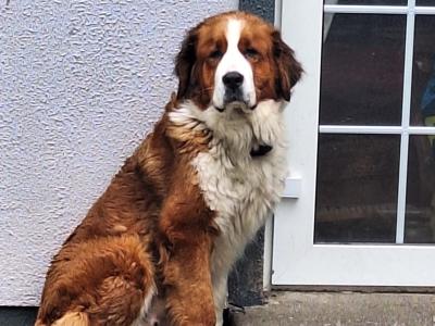 St. Bernese puppies in Laois