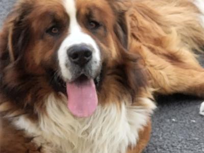 St. Bernese puppies in Laois