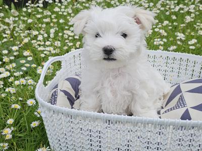 Maltese Pup in Sligo ( 1 boy)
