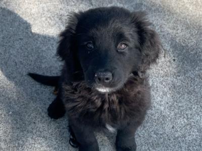 Golden Mountain Dog puppies in Galway