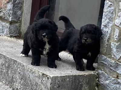 Golden Mountain Dog puppies in Galway
