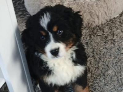 2 stunning IKC Registered  Bernese Mountain Dog puppies in Monaghan