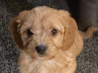 F1b Cavachon puppies in Carlow