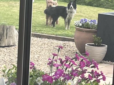 Bordoodle puppies (Border Collie x Poodle) in Clare (Note pic 5 of Mum & Dad, Pic 6 is mum)