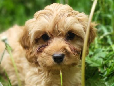 Cavapoo puppies in Wexford