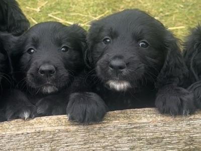 Golden Mountain Dog puppies in Galway