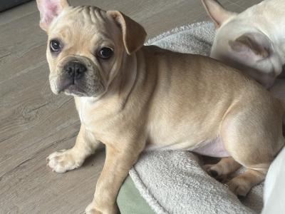 Beautiful French Bulldog puppies in Dublin – Loving, Healthy & Ready for Their Forever Homes