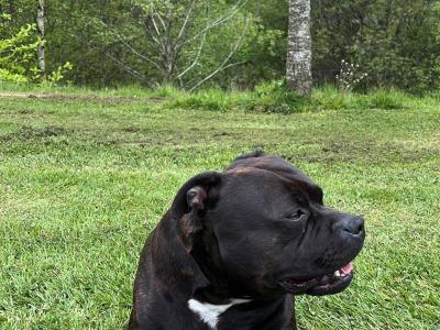 IKC Registered Staffordshire Bull Terrier for stud