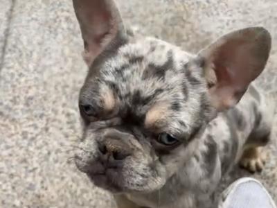 Rock and Prince, French Bulldog puppies in Limerick are looking for a Loving and Caring home