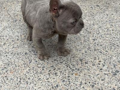 Rock and Prince, French Bulldog puppies in Limerick are looking for a Loving and Caring home