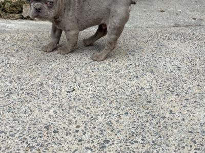 Rock and Prince, French Bulldog puppies in Limerick are looking for a Loving and Caring home
