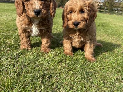 Miniature Cockapoo puppies in Longford