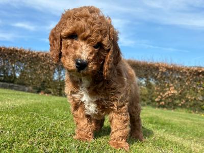 Miniature Cockapoo puppies in Longford
