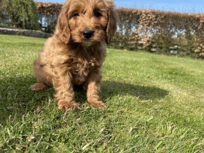 Miniature Cockapoo puppies in Longford