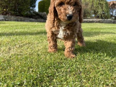 Miniature Cockapoo puppies in Longford