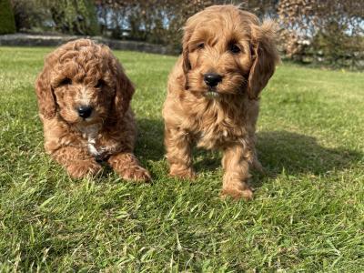 Miniature Cockapoo puppies in Longford