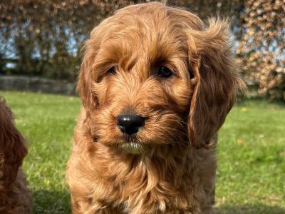 Miniature Cockapoo puppies in Longford