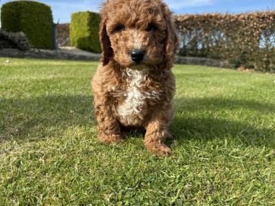 Miniature Cockapoo puppies in Longford