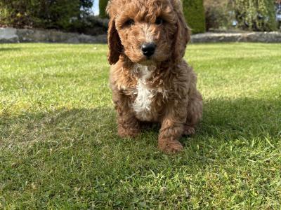 Miniature Cockapoo puppies in Longford
