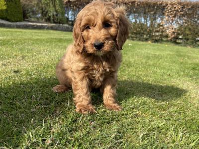 Miniature Cockapoo puppies in Longford