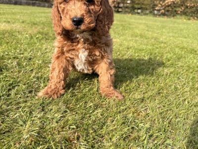 Miniature Cockapoo puppies in Longford