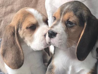 Beagle puppies in Armagh