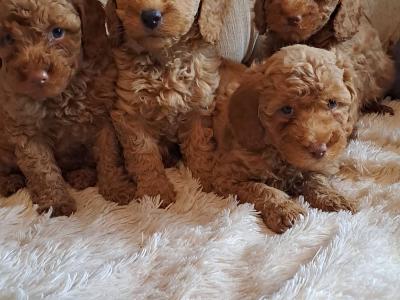Miniature purebred Poodle puppies in Tyrone