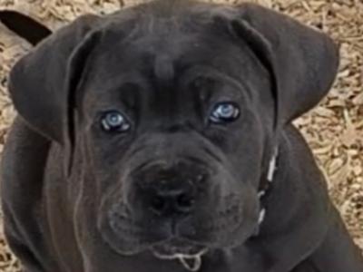 Beautiful and rare IKC Registered Cane Corso puppies in Wexford