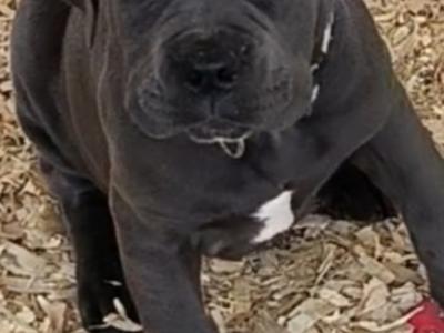 Beautiful and rare IKC Registered Cane Corso puppies in Wexford