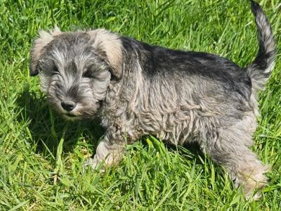 Gorgeous IKC Registered miniature Schnauzer puppies in Westmeath