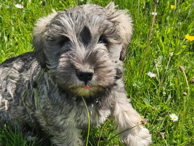 Gorgeous IKC Registered miniature Schnauzer puppies in Westmeath