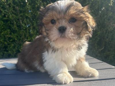 Amazing Shih Tzu Puppies