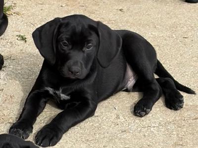 Labrador x German pointer puppies in Kerry only males remaining