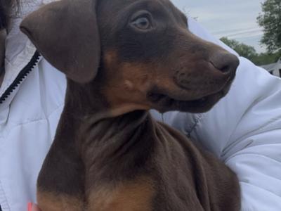 Dobermann puppies in Offaly