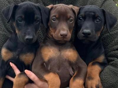 Dobermann puppies in Offaly