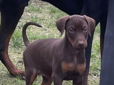 Dobermann puppies in Offaly