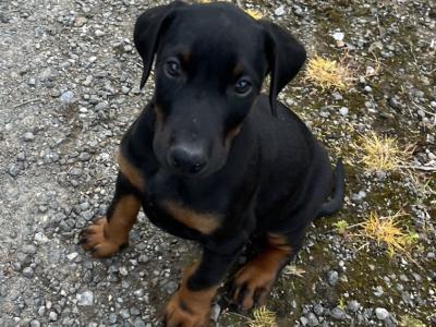 Dobermann puppies in Offaly