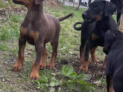 Dobermann puppies in Offaly