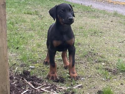 Dobermann puppies in Offaly