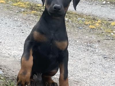 Dobermann puppies in Offaly