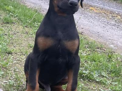 Dobermann puppies in Offaly